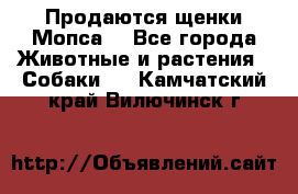 Продаются щенки Мопса. - Все города Животные и растения » Собаки   . Камчатский край,Вилючинск г.